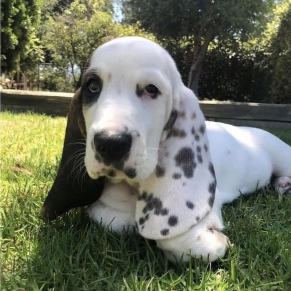 Meet your Posher, Dax - Picture 12 of 16